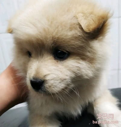 花50块买回家的土狗，被朋友嘲笑没用，几天后他对狗狗爱不释手-2.jpeg