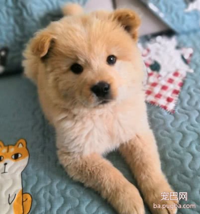 花50块买回家的土狗，被朋友嘲笑没用，几天后他对狗狗爱不释手-5.jpeg