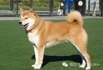 揭秘12种狗狗的名字和来源(双语)-1.jpeg