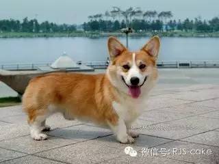 揭秘12种狗狗的名字和来源(双语)-2.jpeg