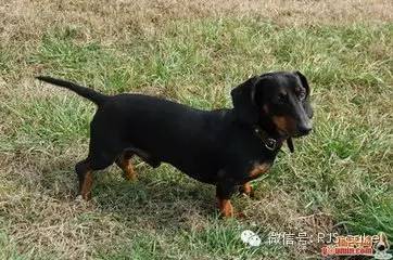 揭秘12种狗狗的名字和来源(双语)-3.jpeg