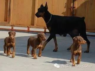 揭秘12种狗狗的名字和来源(双语)-5.jpeg