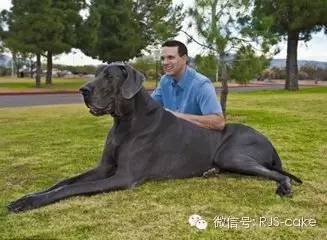 揭秘12种狗狗的名字和来源(双语)-6.jpeg