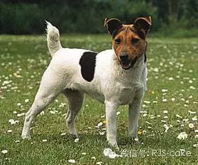 揭秘12种狗狗的名字和来源(双语)-7.jpeg
