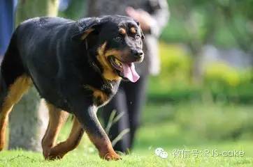 揭秘12种狗狗的名字和来源(双语)-9.jpeg