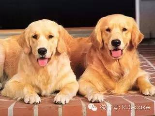 揭秘12种狗狗的名字和来源(双语)-8.jpeg