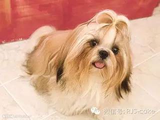 揭秘12种狗狗的名字和来源(双语)-10.jpeg