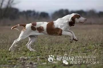 揭秘12种狗狗的名字和来源(双语)-11.jpeg