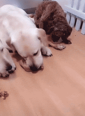 一群鹿正在吃草，突然跑来一只狗，手机拍下画风突变的瞬间！-8.gif
