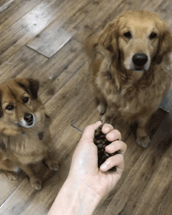 一群鹿正在吃草，突然跑来一只狗，手机拍下画风突变的瞬间！-11.gif