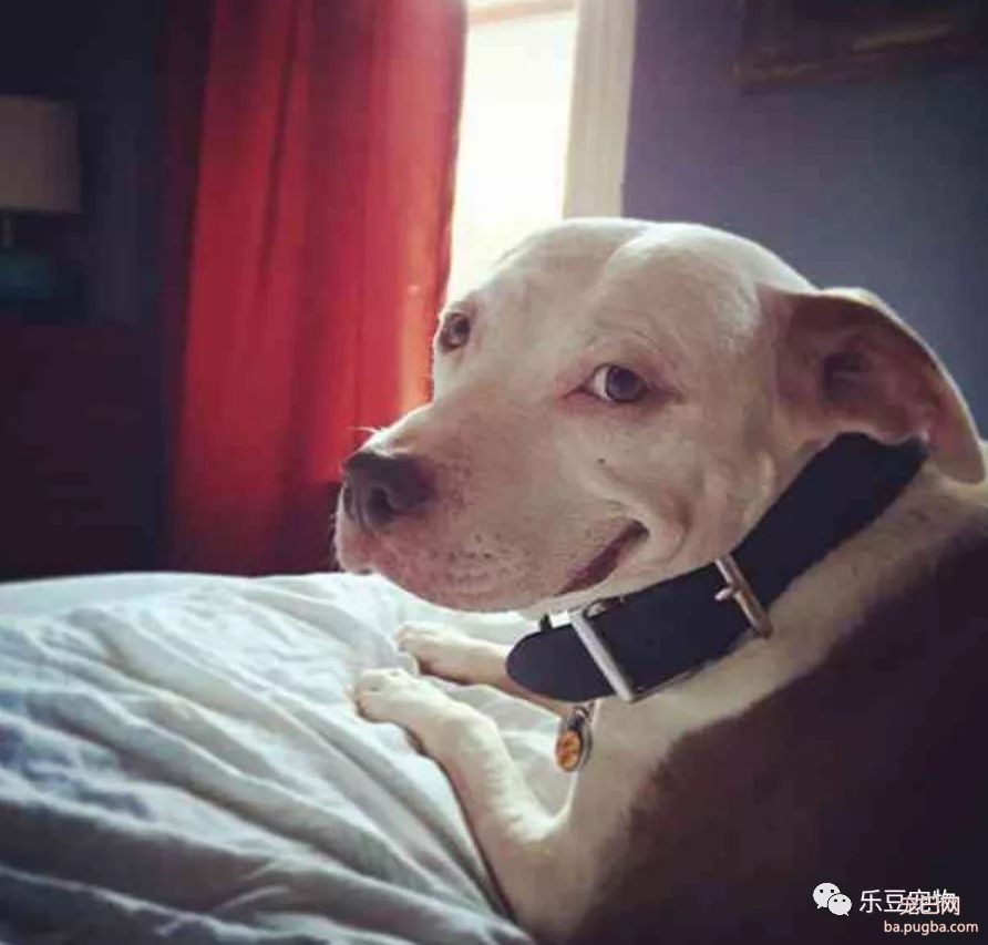 会笑的狗狗往往命运也好，流浪狗用微笑为自己赢得了一个家！-4.jpeg