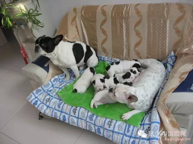 怎样照顾好怀孕期间的母犬-1.jpeg