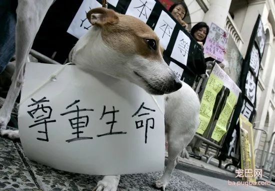 监禁10年，罚款200万，这里即将出台的最严动保法-3.jpeg
