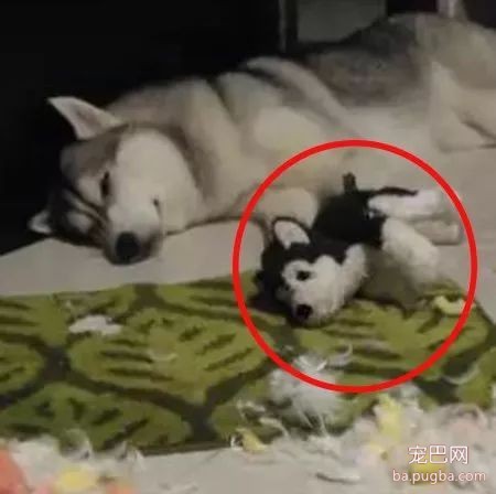 二哈拆家，铲屎官盘点了一下发现，唯一幸免于难的竟是...-3.jpeg