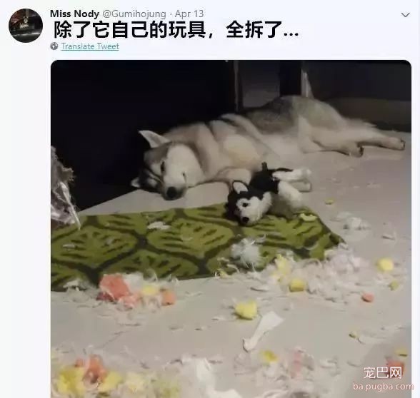 二哈拆家，铲屎官盘点了一下发现，唯一幸免于难的竟是...-2.jpeg