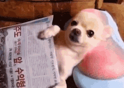 狗狗的幸福生活-1.gif