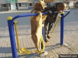 狗狗的幸福生活-3.gif