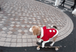 狗狗的幸福生活-2.gif