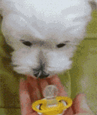 狗狗的幸福生活-4.gif