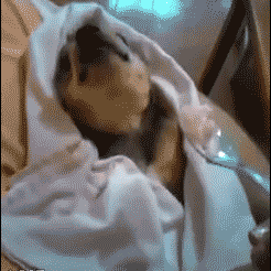 狗狗的幸福生活-6.gif