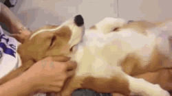 狗狗的幸福生活-7.gif