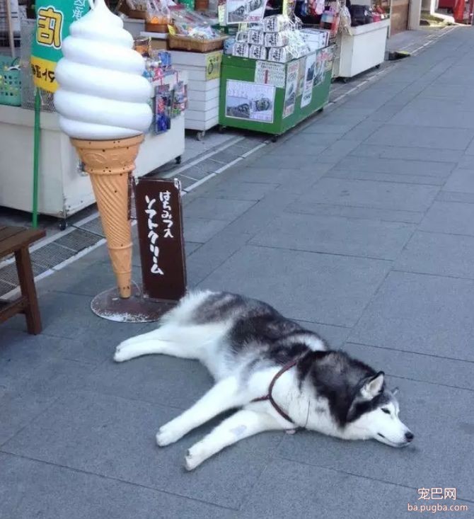 夏季，狗狗易患这些疾病-4.jpeg