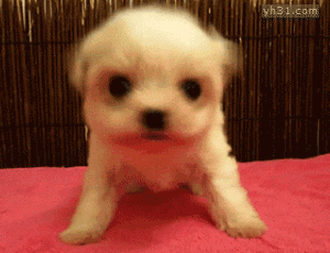 夏季，狗狗易患这些疾病-5.gif