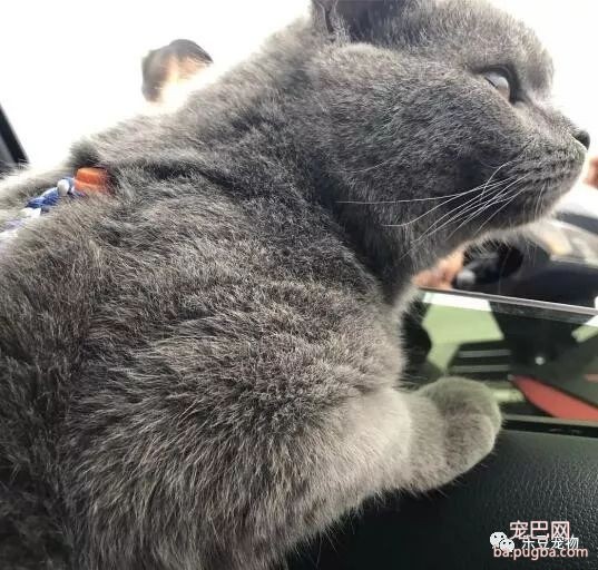 朋友怀孕了，要把猫咪送给我，猫咪送来时的反应让同事后悔了！-2.jpeg