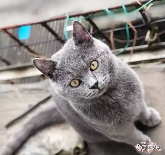 朋友怀孕了，要把猫咪送给我，猫咪送来时的反应让同事后悔了！-1.jpeg