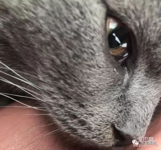 朋友怀孕了，要把猫咪送给我，猫咪送来时的反应让同事后悔了！-4.jpeg