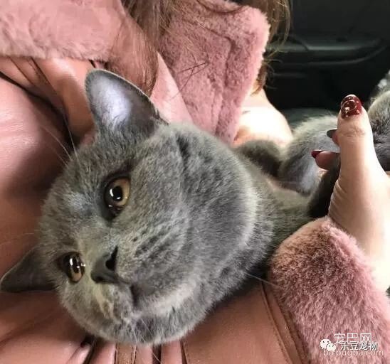 朋友怀孕了，要把猫咪送给我，猫咪送来时的反应让同事后悔了！-3.jpeg