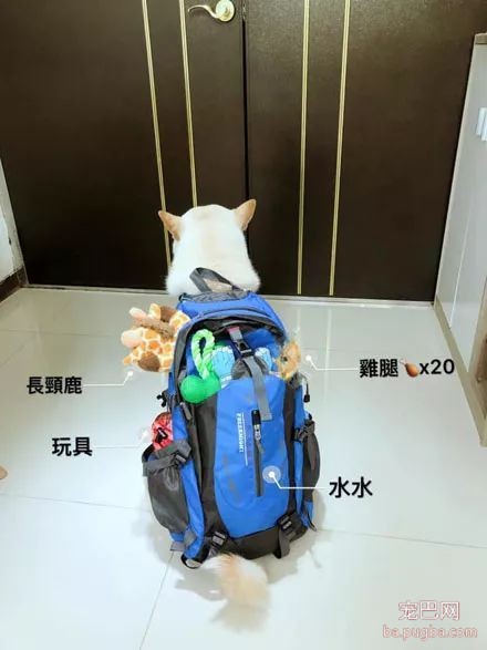 地震时，柴柴背着20只鸡腿逃命，网友：这是去郊游呢？-5.jpeg