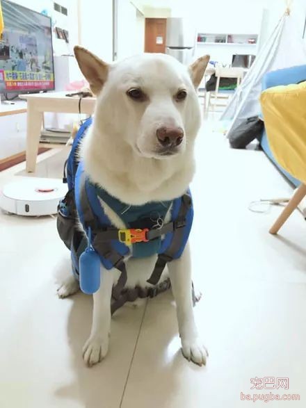 地震时，柴柴背着20只鸡腿逃命，网友：这是去郊游呢？-4.jpeg