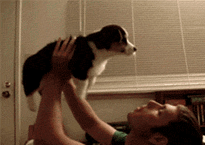 从见到狗狗的那一刻起，它就开始为你而活-2.gif