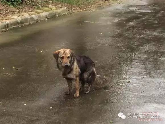 寒风里，如果你再遇到它，是否可以伸出援手？-2.jpeg