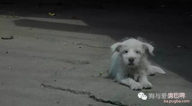 寒风里，如果你再遇到它，是否可以伸出援手？-11.jpeg