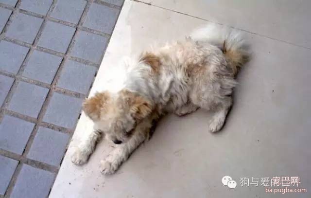 寒风里，如果你再遇到它，是否可以伸出援手？-7.jpeg