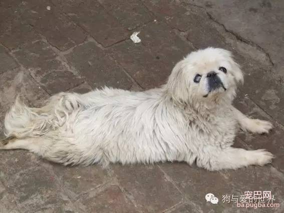 寒风里，如果你再遇到它，是否可以伸出援手？-12.jpeg