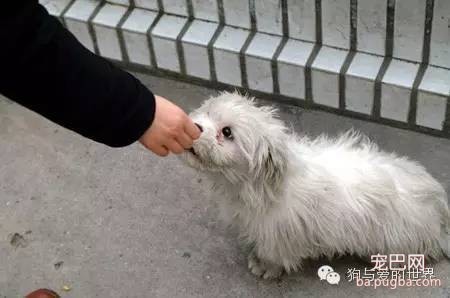 寒风里，如果你再遇到它，是否可以伸出援手？-13.jpeg