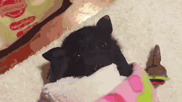 万圣节看到蝙蝠别怕！遇到请全部送给我-4.gif