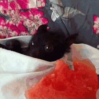 万圣节看到蝙蝠别怕！遇到请全部送给我-5.gif