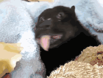 万圣节看到蝙蝠别怕！遇到请全部送给我-16.gif