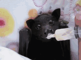 万圣节看到蝙蝠别怕！遇到请全部送给我-25.gif