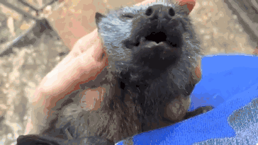 万圣节看到蝙蝠别怕！遇到请全部送给我-27.gif