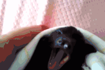万圣节看到蝙蝠别怕！遇到请全部送给我-28.gif