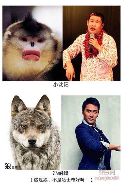 盘点那些年和明星撞脸的狗狗们-11.jpeg