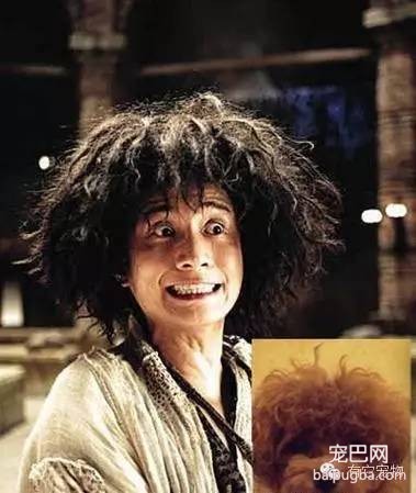 盘点那些年和明星撞脸的狗狗们-5.jpeg