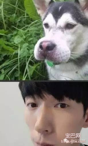 盘点那些年和明星撞脸的狗狗们-7.jpeg