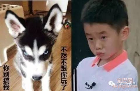 盘点那些年和明星撞脸的狗狗们-8.jpeg