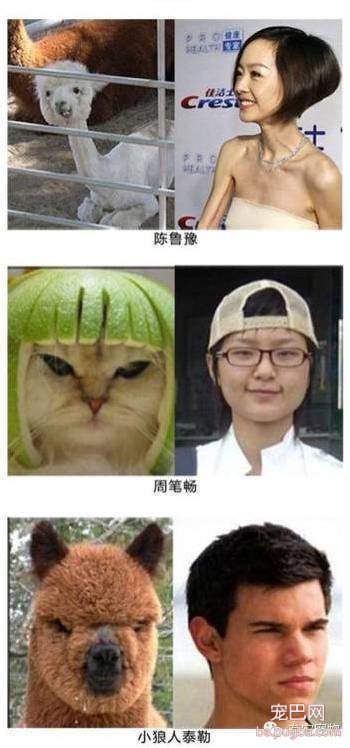 盘点那些年和明星撞脸的狗狗们-13.jpeg